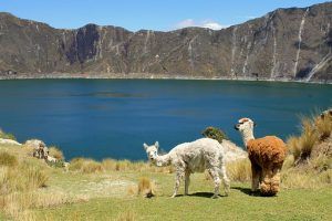 laguna quilotoa camping