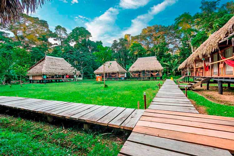 dracaena cuyabeno lodge